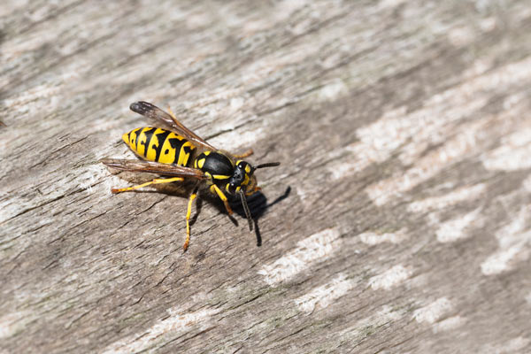 German Yellow Jacket - Wisconsin Pest - Bug Man and Queen Bee
