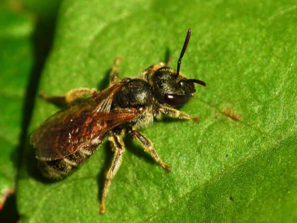 Mining Bees - Wisconsin Pest - Bug Man & Queen Bee