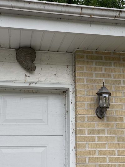 Pest Control Services Milwaukee | The Bug Man & Queen Bee