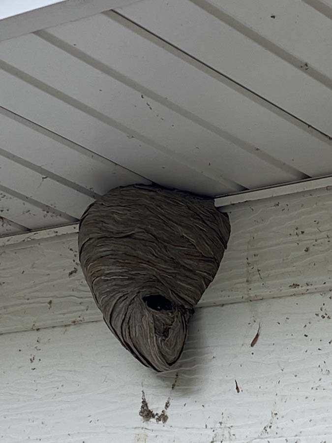Wasp Nest in Ozaukee - Bug Man and Queen Bee