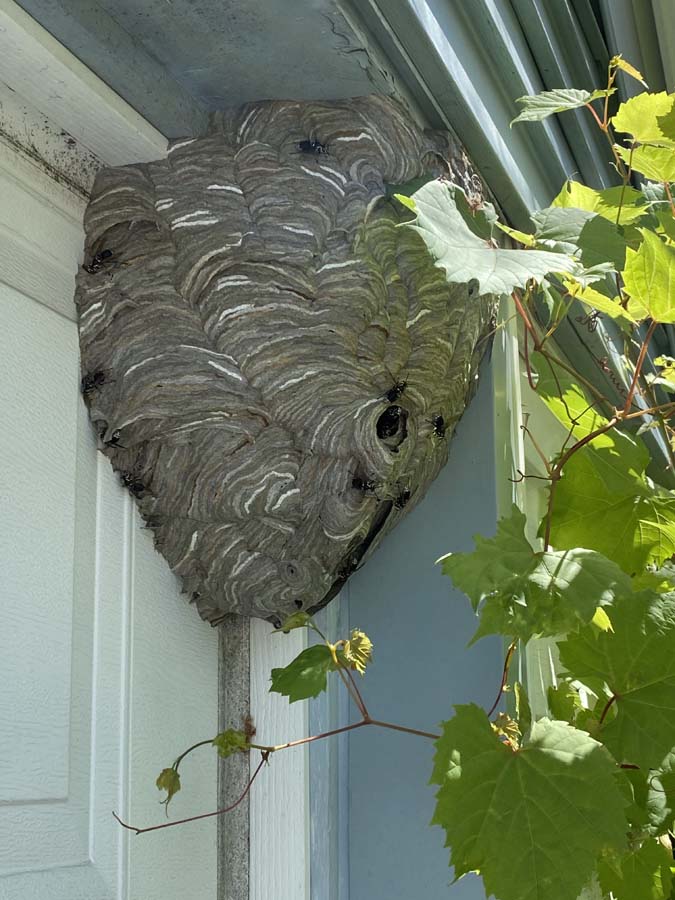 Wasp Nest in Waukesha, WI - Bug Man and Queen Bee