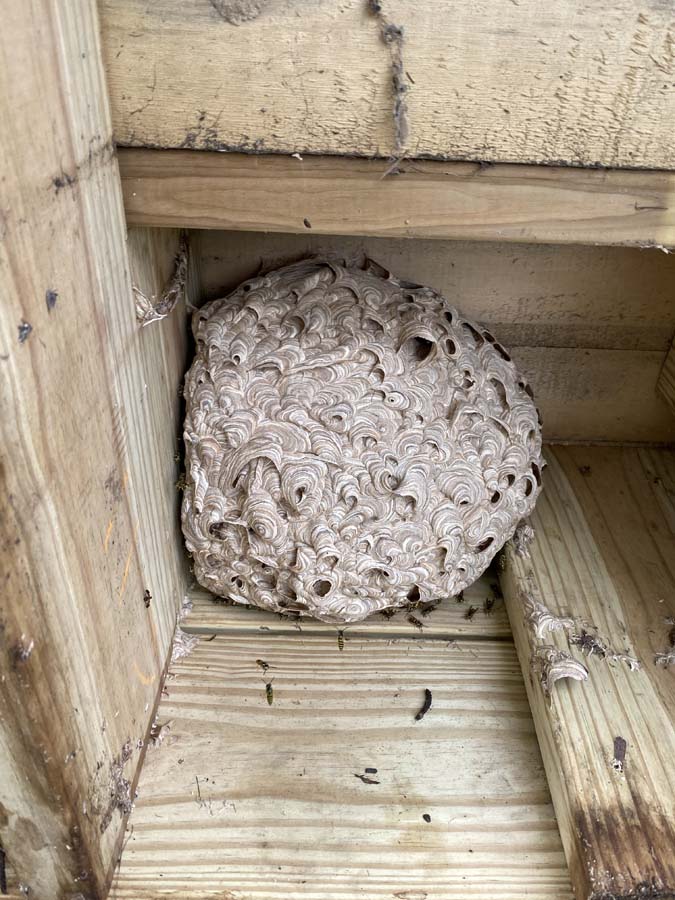 Wasp Nest in Milwaukee, WI - Bug Man and Queen Bee