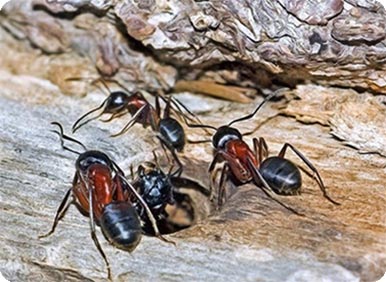 Ants - Bug Man and Queen Bee of Milwaukee