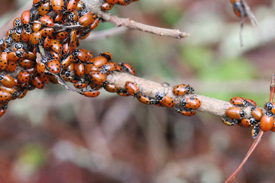 Asian Lady Beetle - Wisconsin Pest - Bug Man & Queen Bee