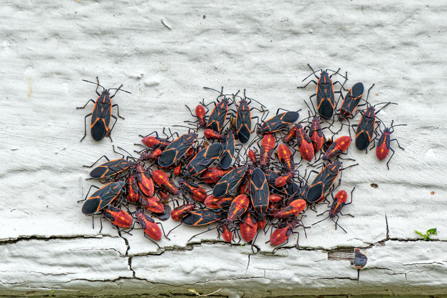 Box Elder Bugs - Wisconsin Pest - Bug Man & Queen Bee