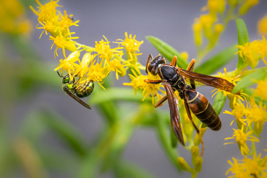 Paper Wasp - Wisconsin Pest - Bug Man & Queen Bee