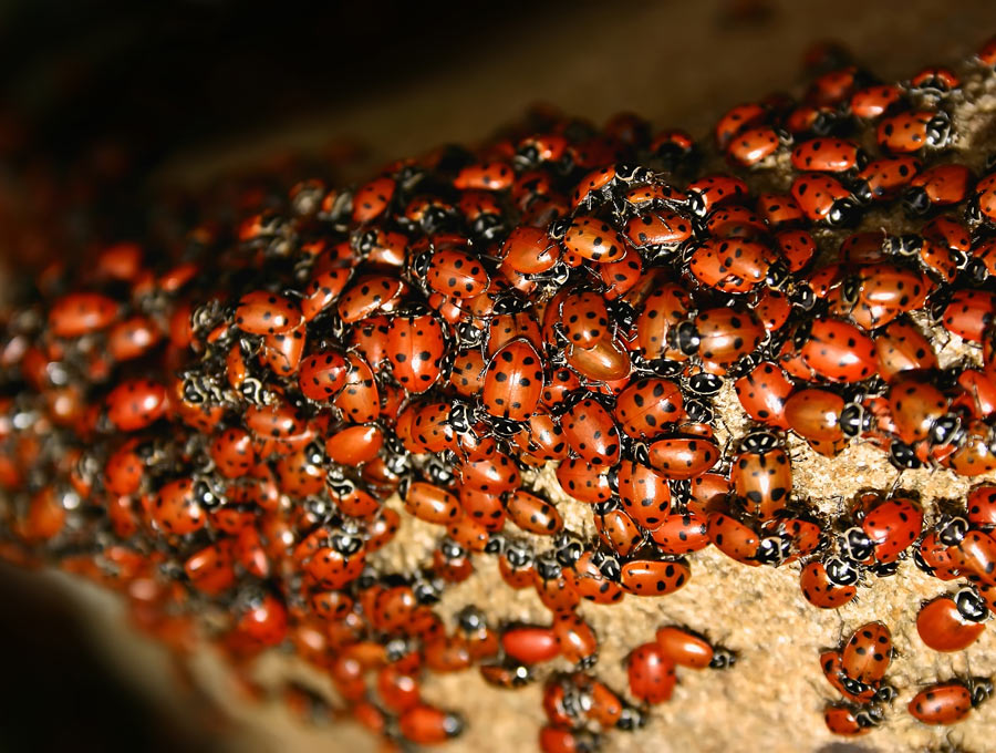Large Numbers of Asian Lady Beetles in Milwaukee - Bug Man and Queen Bee