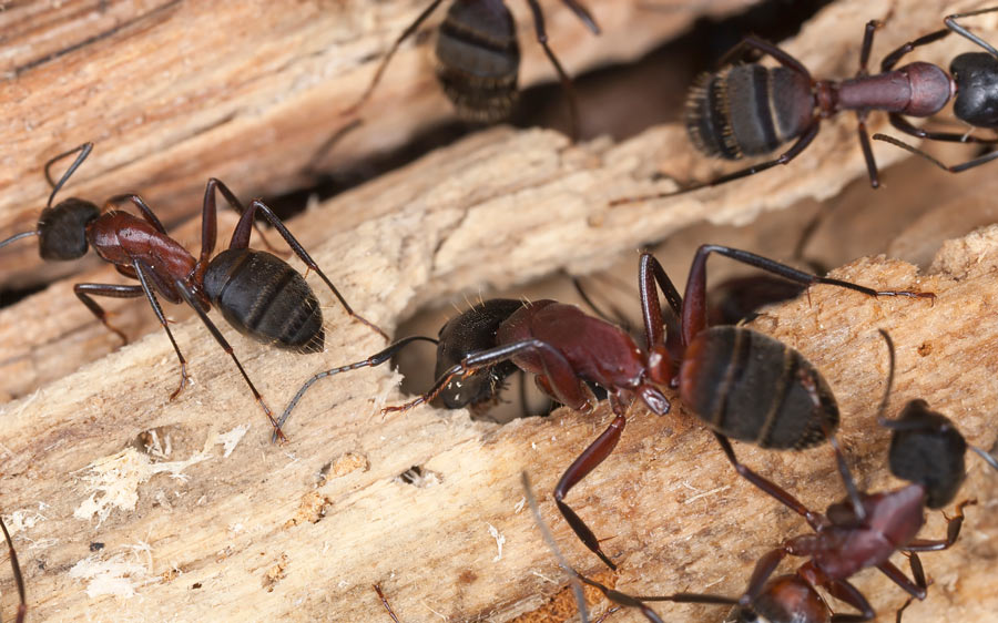 Carpenter Ants - Milwaukee Pest - Bug Man and Queen Bee