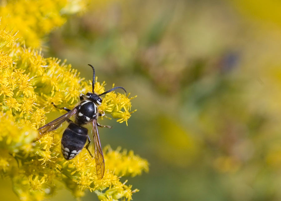 Bald-Faced Hornet - Wisconsin Pest - Bug Man & Queen Bee