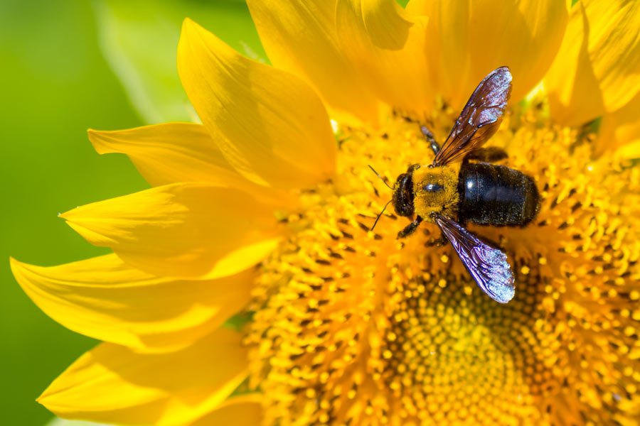 Carpenter Bee - Wisconsin Pest - Bug Man & Queen Bee