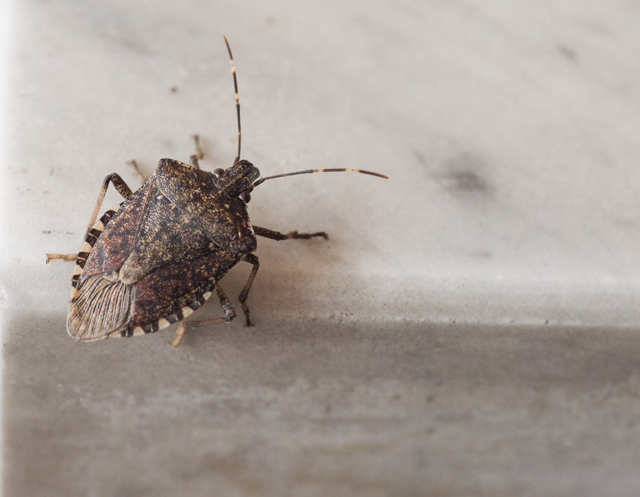 Stink Bug - Wisconsin Pest - Bug Man & Queen Bee