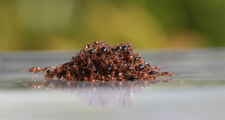 Floating Fire Ant Raft