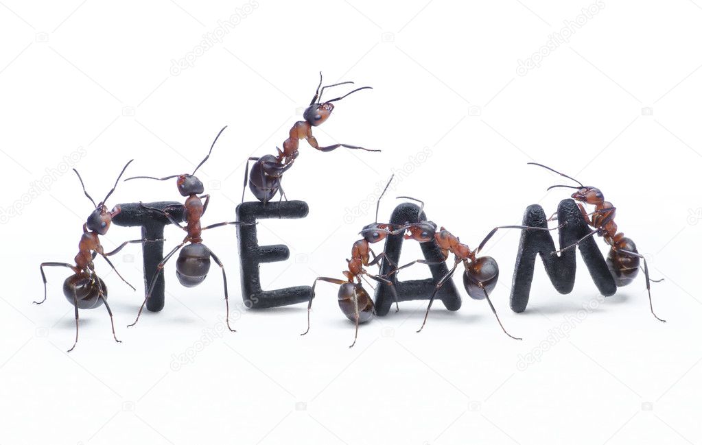 Ants Team