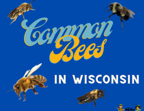 Common Bees in Wisconsin