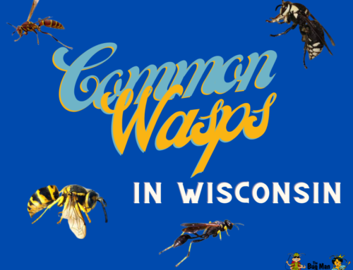 Common Wasps in Wisconsin