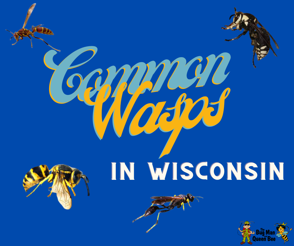 Common Wasps In WI