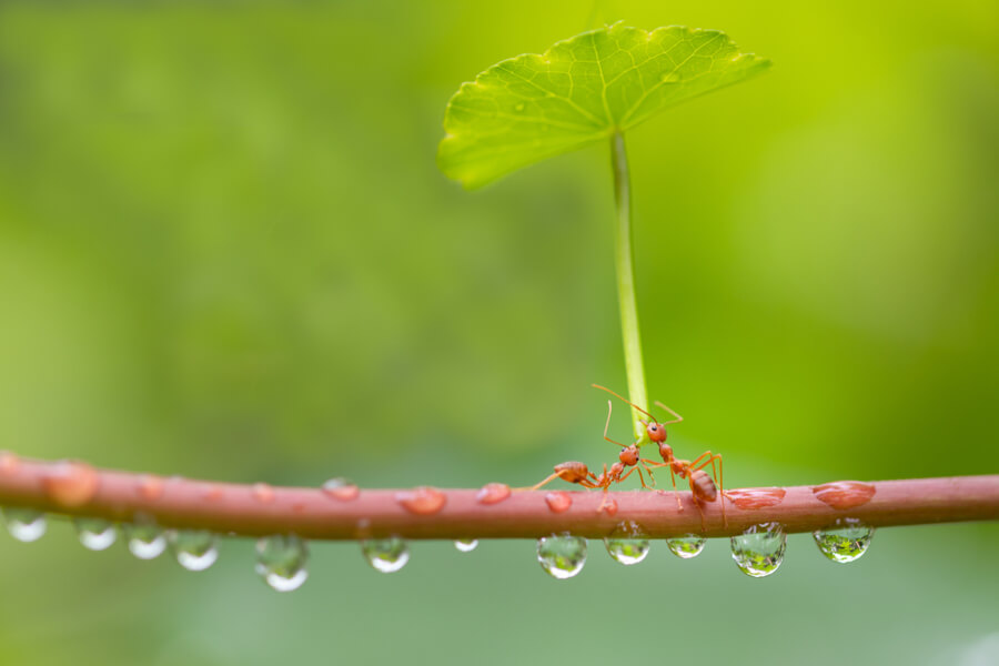Ants in the Rain Under a Leaf Umbrella