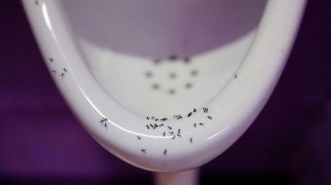 Ants Around a Toilet