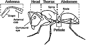 Drawing of Insect Body Parts