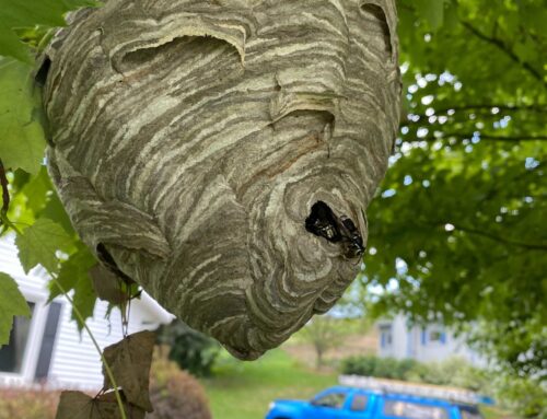 Providing Seasonal Pest Control Solutions: Protecting Your Family Year-Round