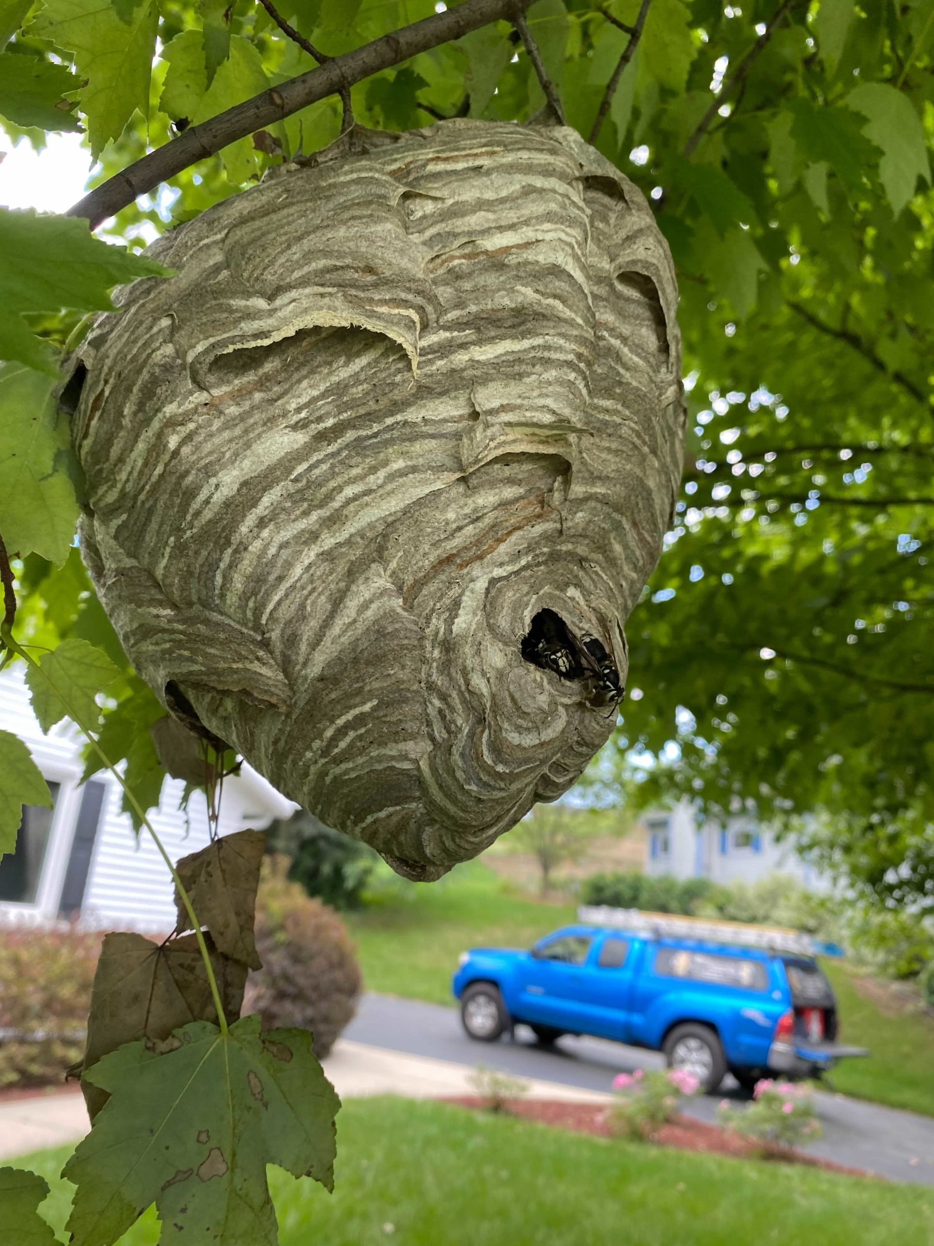 Bald Faced Hornet Nest