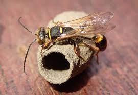 Mud Dauber Nest