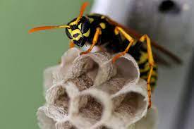 Paper Wasp nest