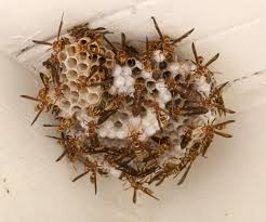 Paper Wasp Nest