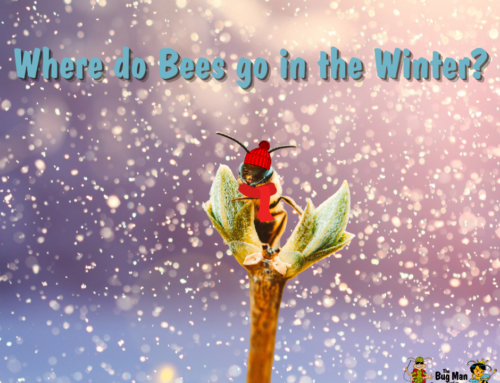 Where Do Bees Go in the Winter?