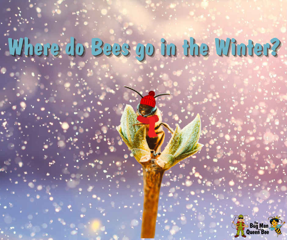 Where Do Bees Go In The Winter