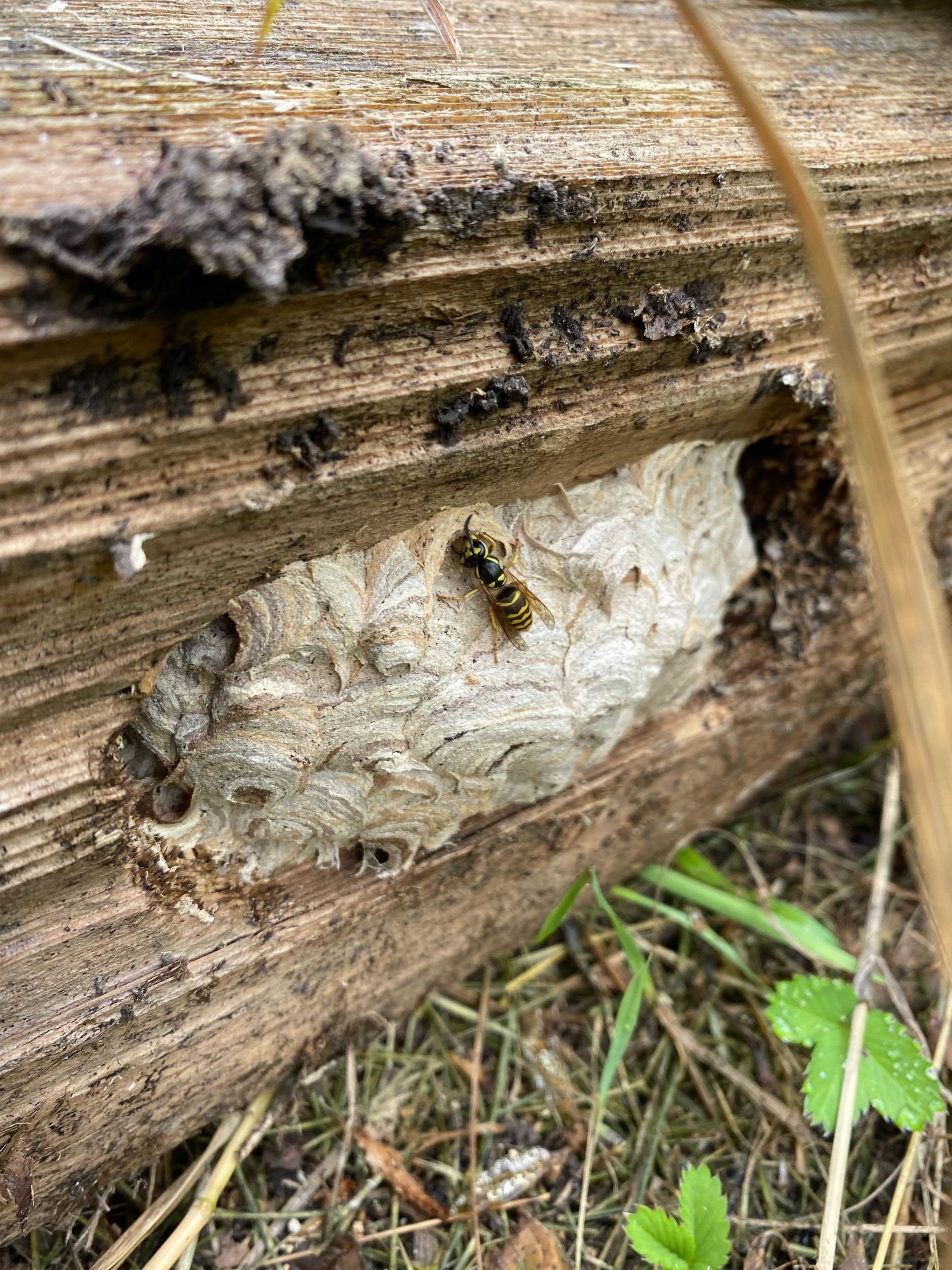 Yellowjacket Nest in a fence post.