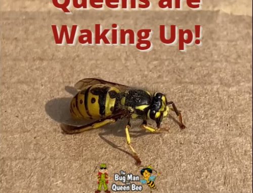 Wasp Queens Are Waking Up!