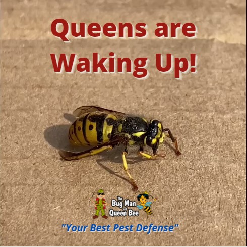 Wasp Queens are Waking Up