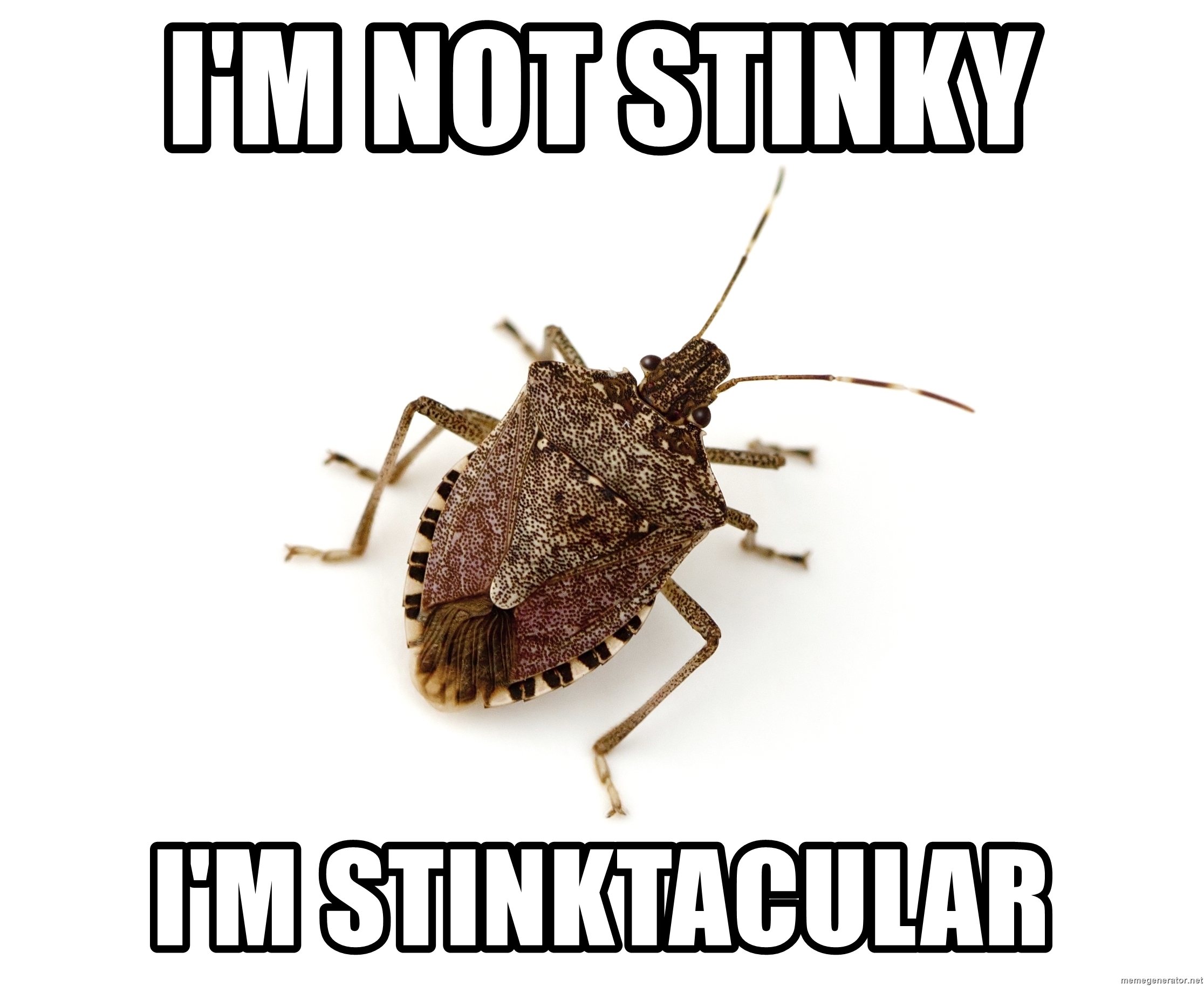 Stink Bug Funny Meme - I'm Stinktacular