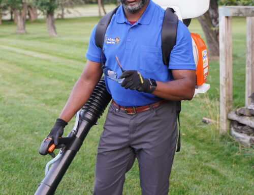 What To Expect From Professional Pest Control Services