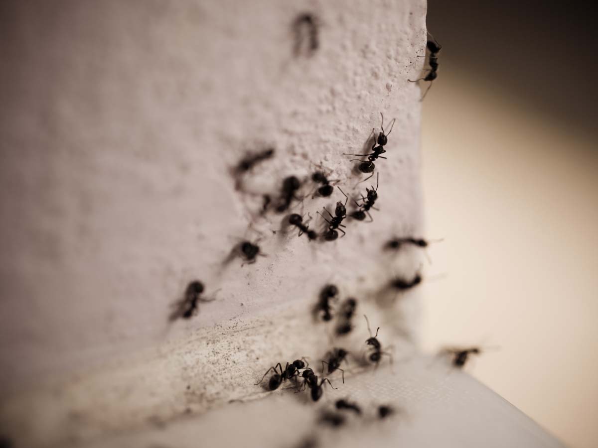 carpenter ant infestation