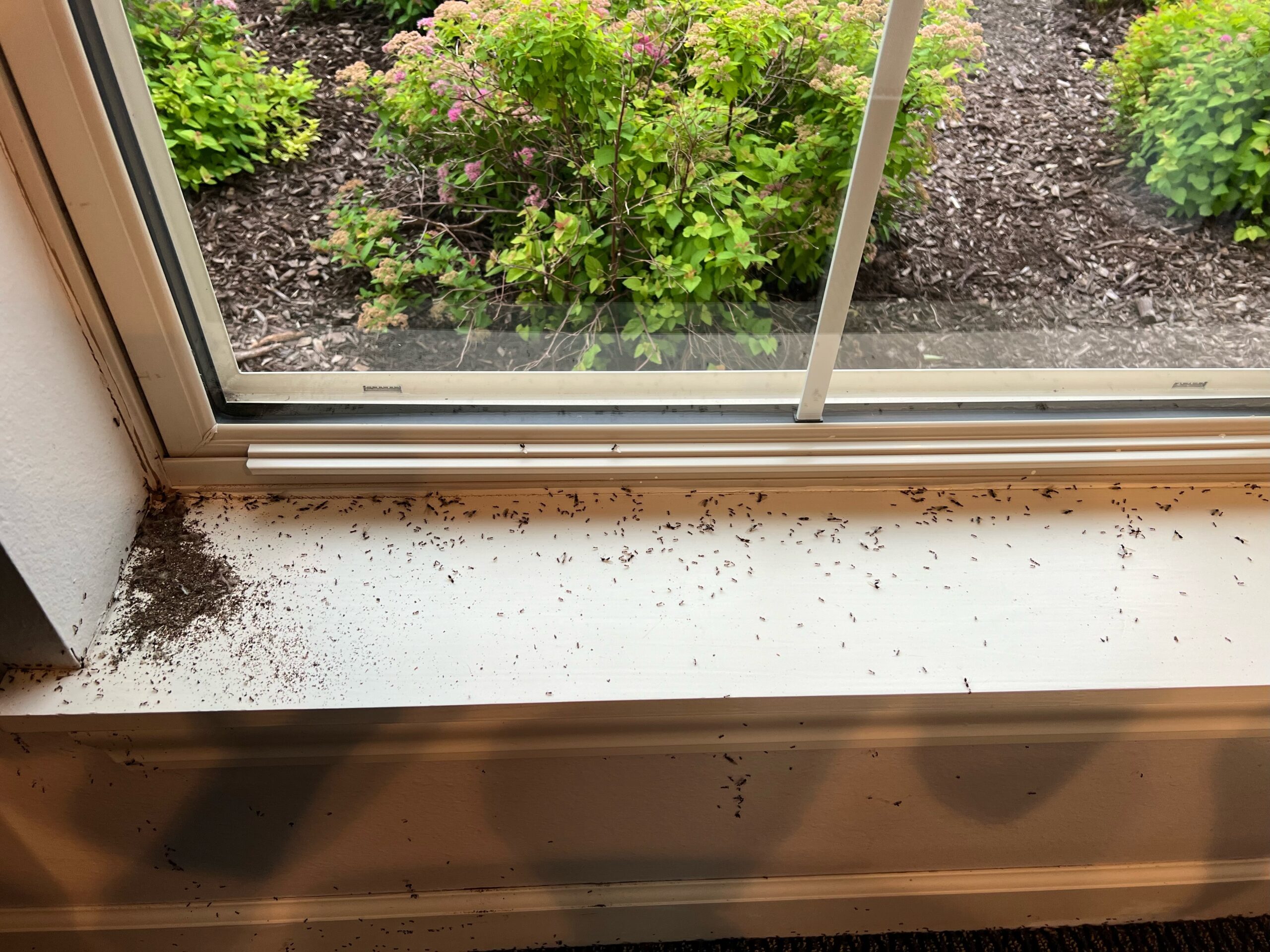 Menomonee Falls Ant Removal Project