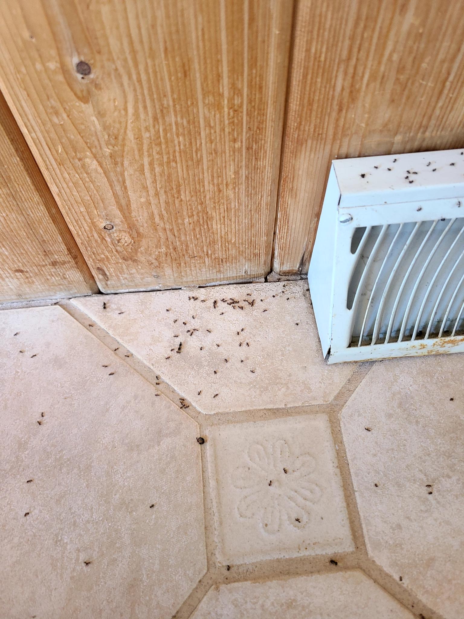 Pavement Ant infestation in Waukesha