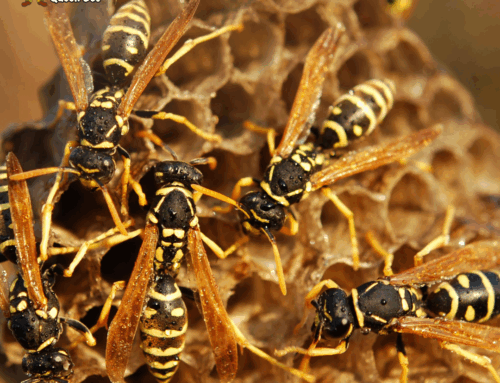 Why DIY Paper Wasp Removal Is Dangerous (And Why You Should Call The Pros)
