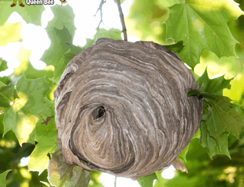 Bald-Faced Hornet Prevention: Protect Your Milwaukee Yard All Season Long