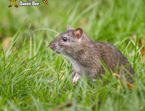 Winter Rodent Prevention: Tips For Milwaukee Homeowners