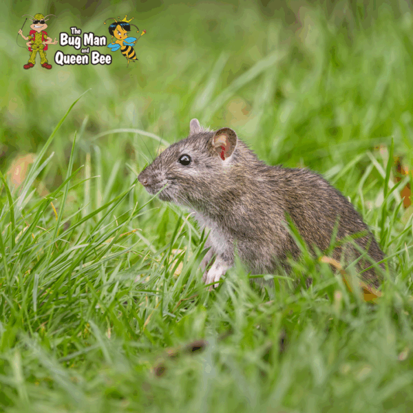 Winter Rodent Prevention: Pro Tips For Milwaukee Homeowners