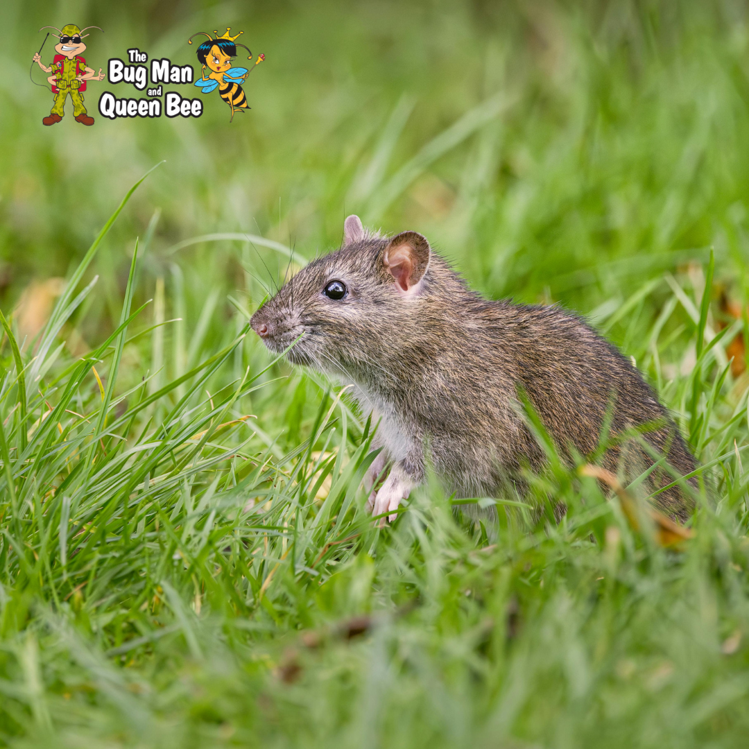 milwaukee rodent control services