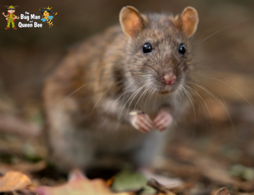 How Rodent Control Services Work From Inspection to Long-Term Prevention