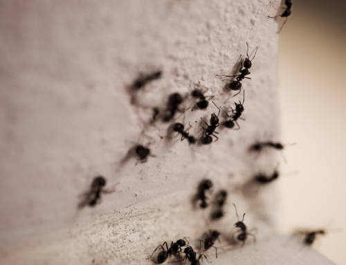 Seasonal Guide to Common Household Pests in Wisconsin