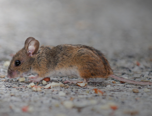Signs of a Rodent Infestation in Walls, Attics, and Basements