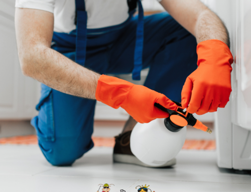 When Pest Inspection Services are Needed for Residential Properties