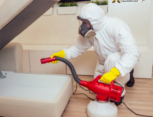 What Makes Professional Pest Extermination Services More Effective