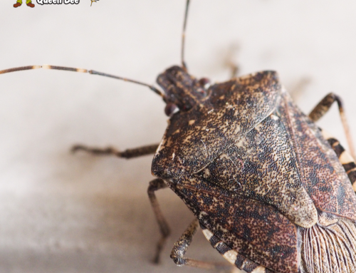 Preventing Future Issues After Removing Stink Bugs