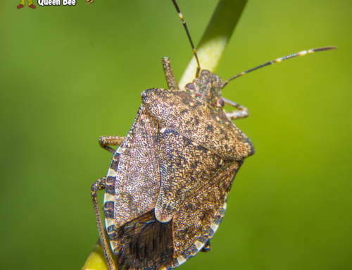 How a Stink Bug Exterminator Helps Prevent Future Seasonal Invaders
